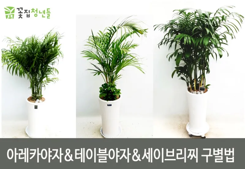 "아레카야자