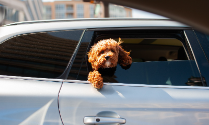 강아지 보습제 추천 제품 TOP 5 관련 사진