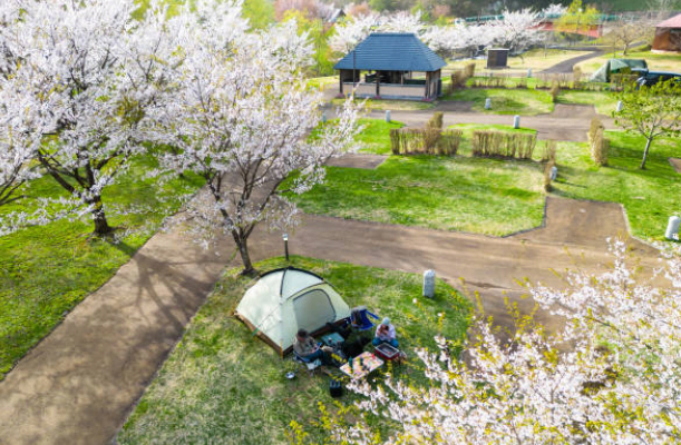 벚꽃 배경으로 캠핑하는 모습
