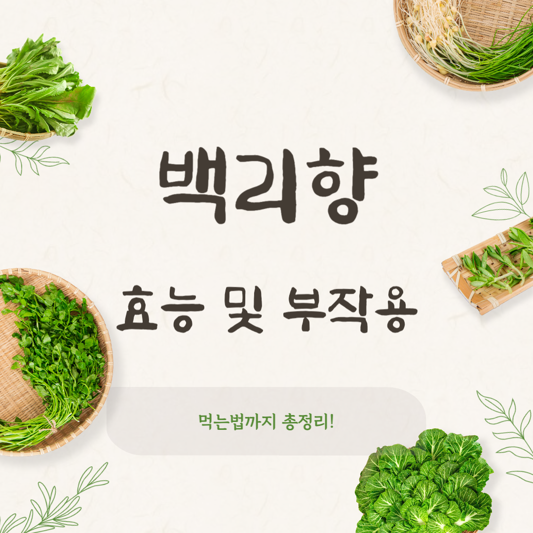 백리향 효능 부작용 총정리