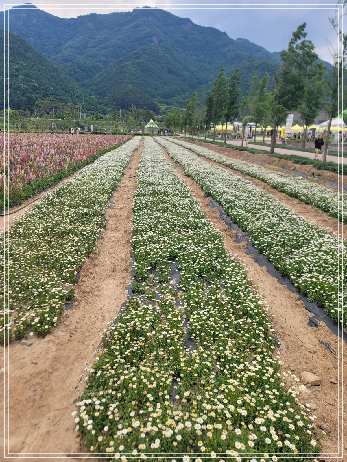 batch_20250615_152016