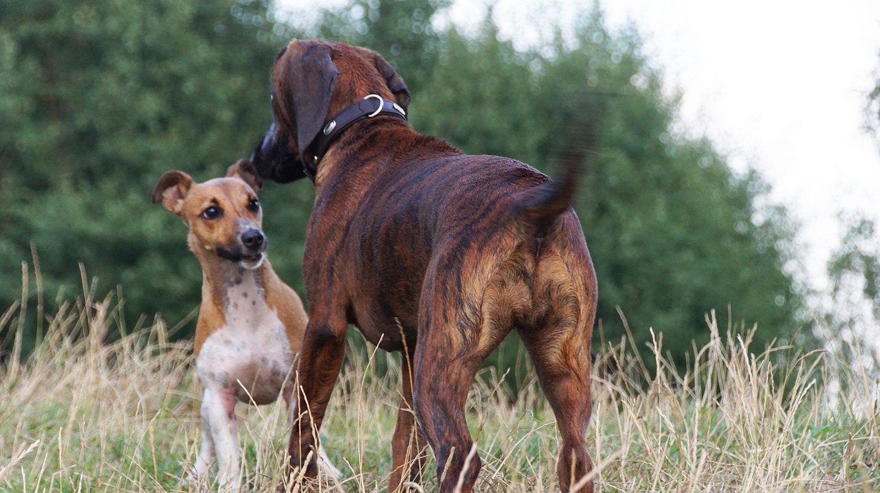 반려견의 사회화 훈련