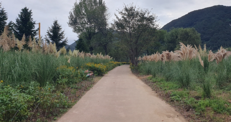 자라섬 꽃 페스타