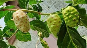 노니 효능 부작용 분말 복용법 31