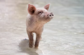 2025년 삼재띠 삼재