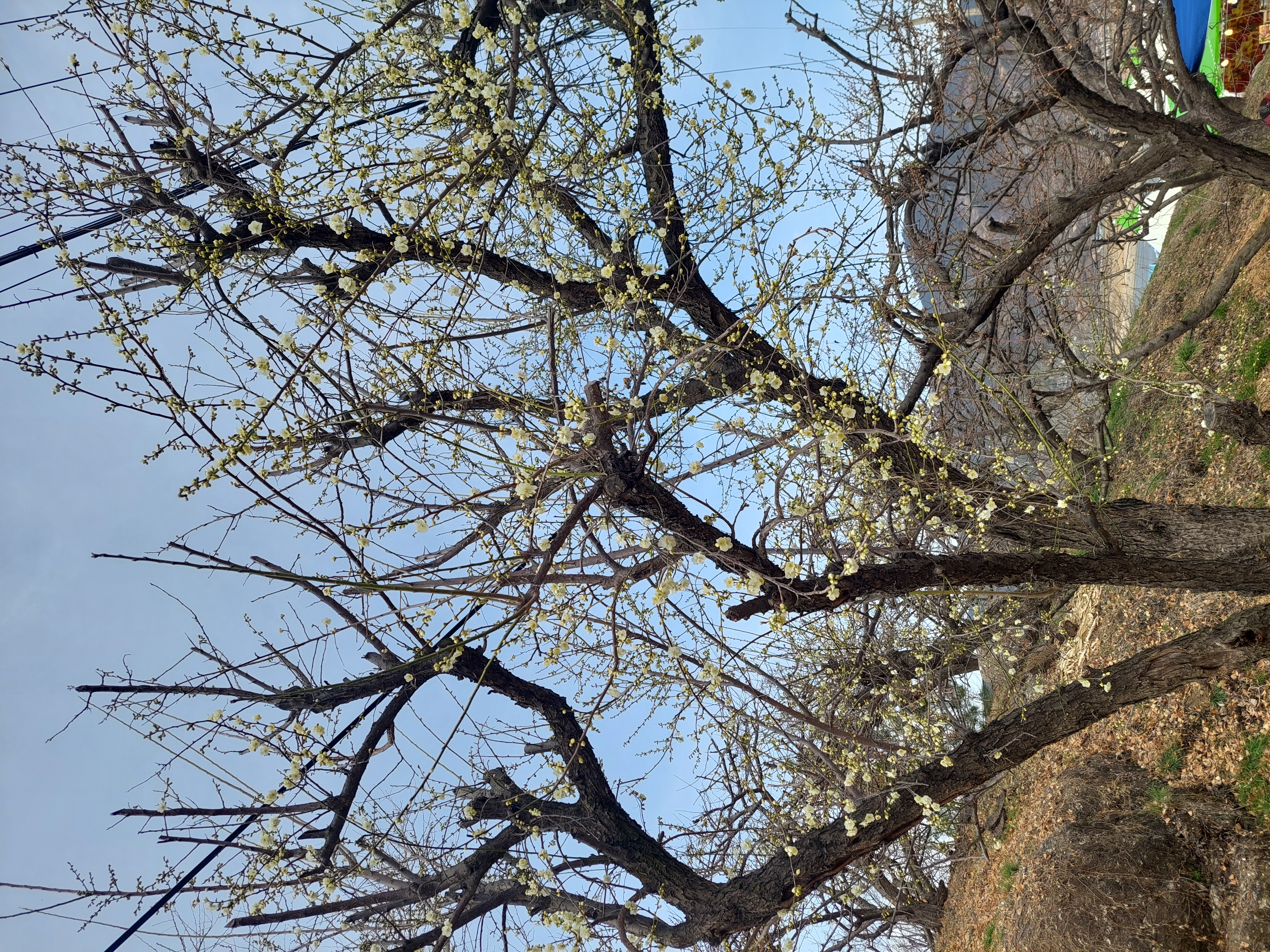 쫓비산