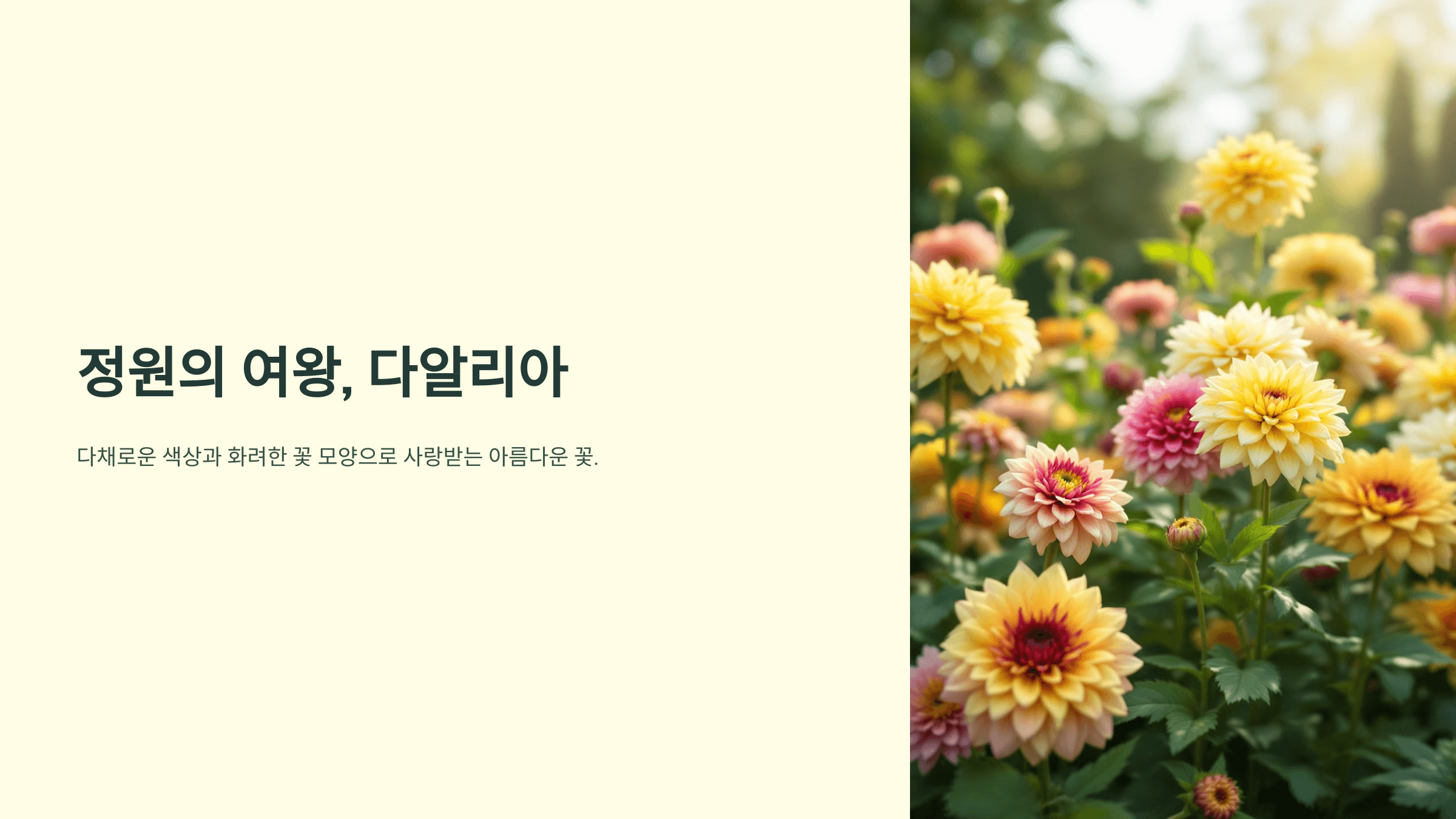 다알리아꽃 사진입니다.