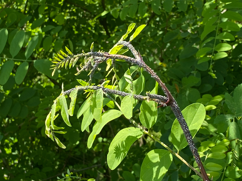 아카시아진딧물 피해2