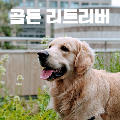 골든 리트리버 웃는 사진