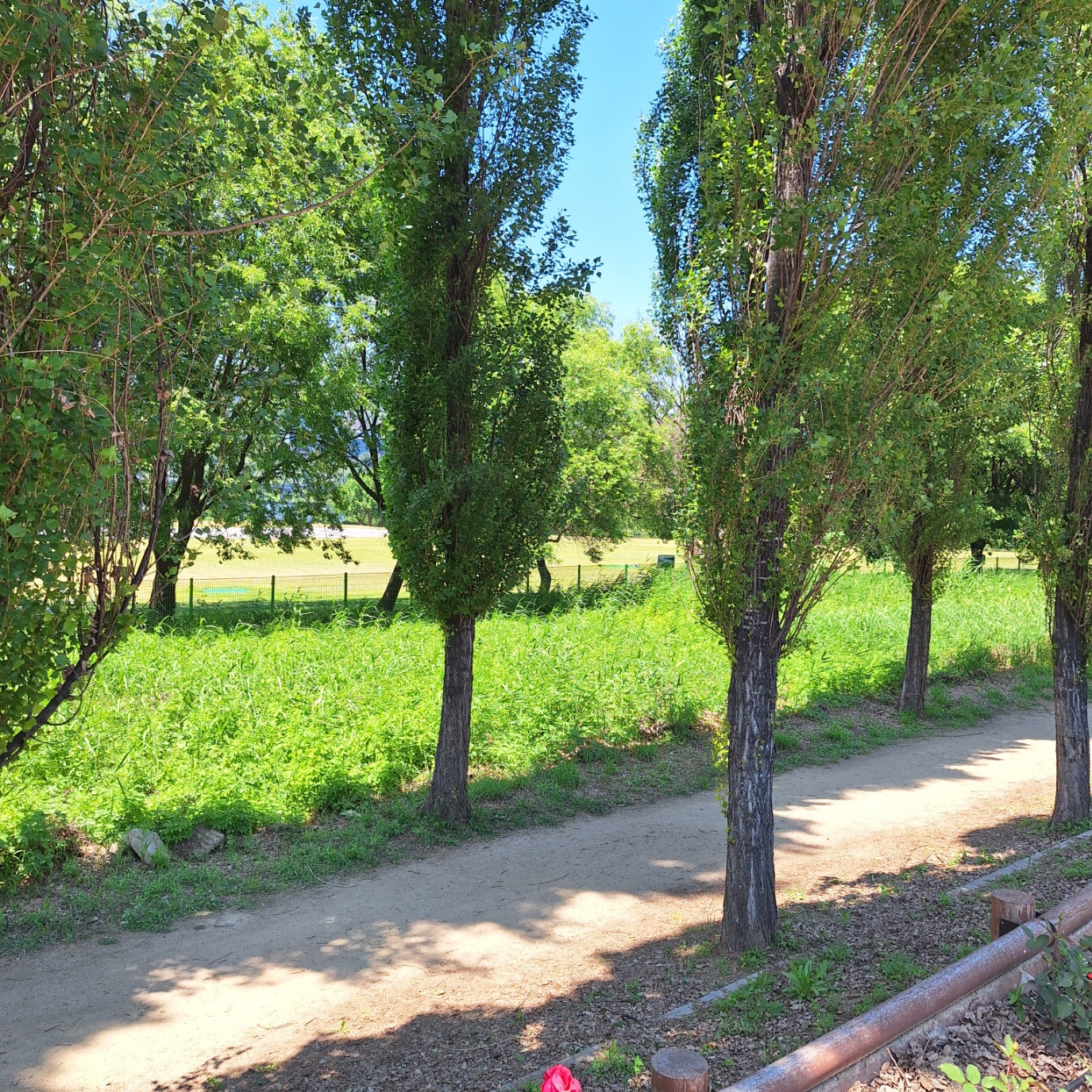 광나루 미루나무숲길