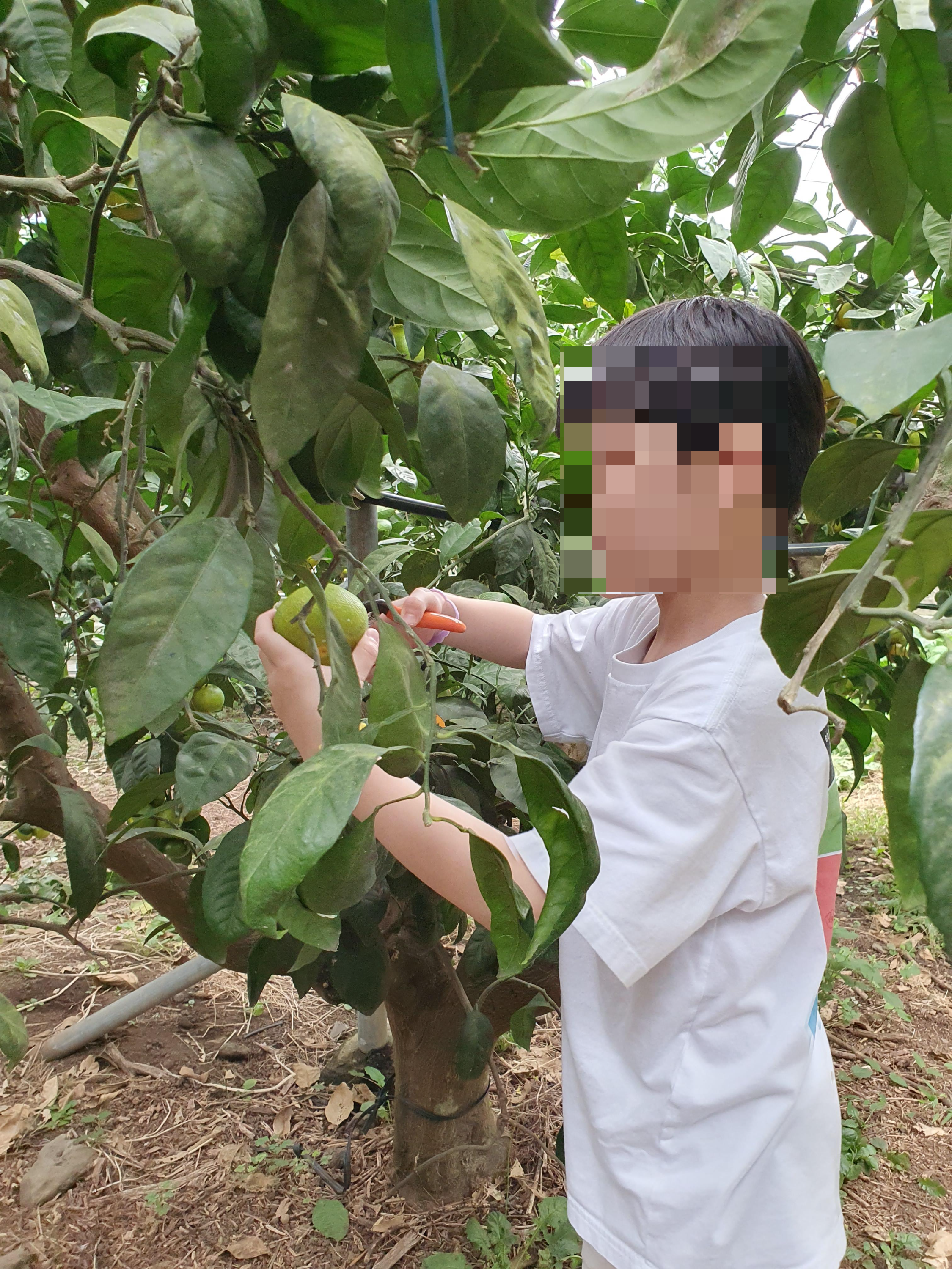 최남단 체험 감귤농장