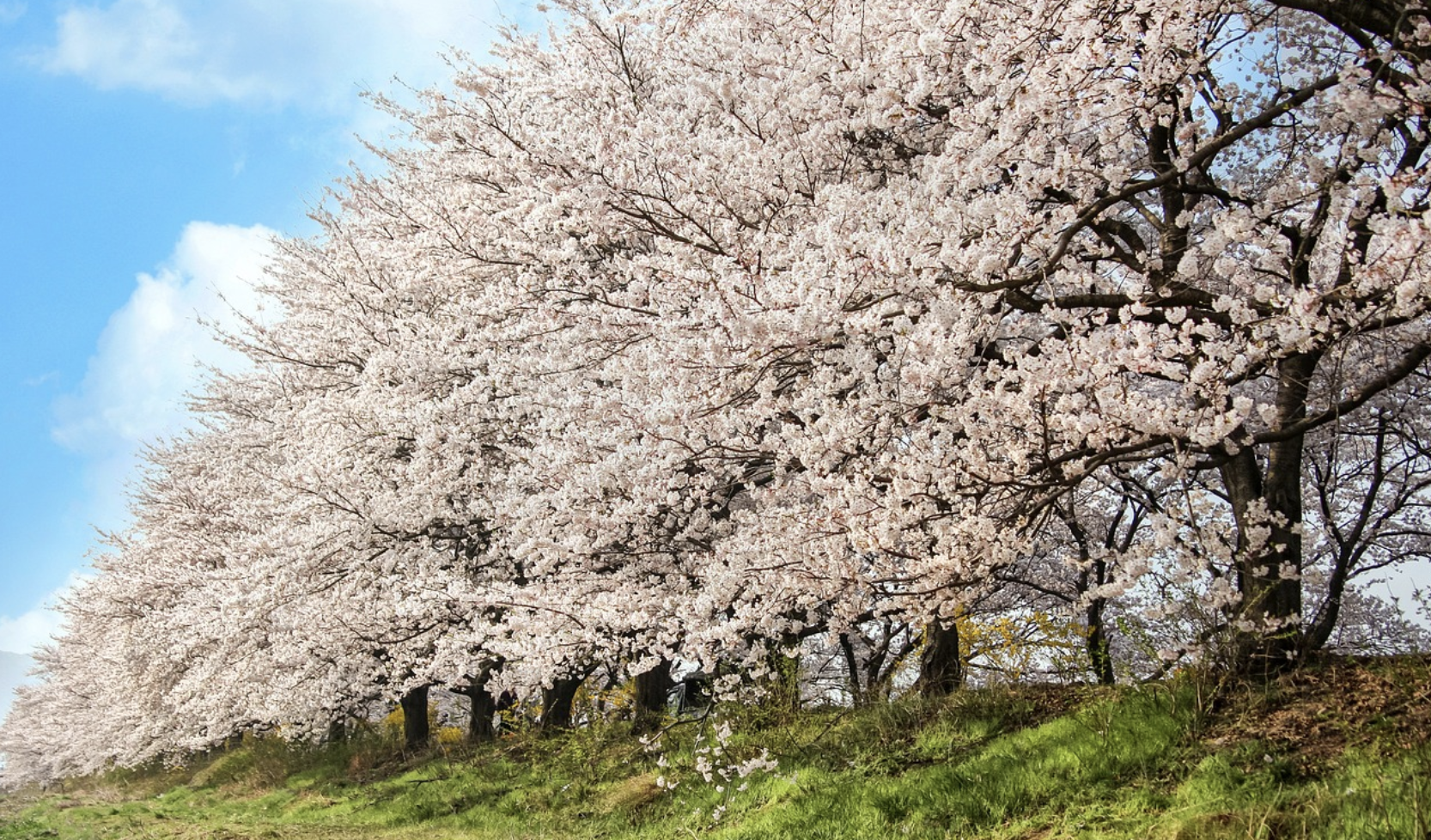 벚꽃 캠핑 관련사진