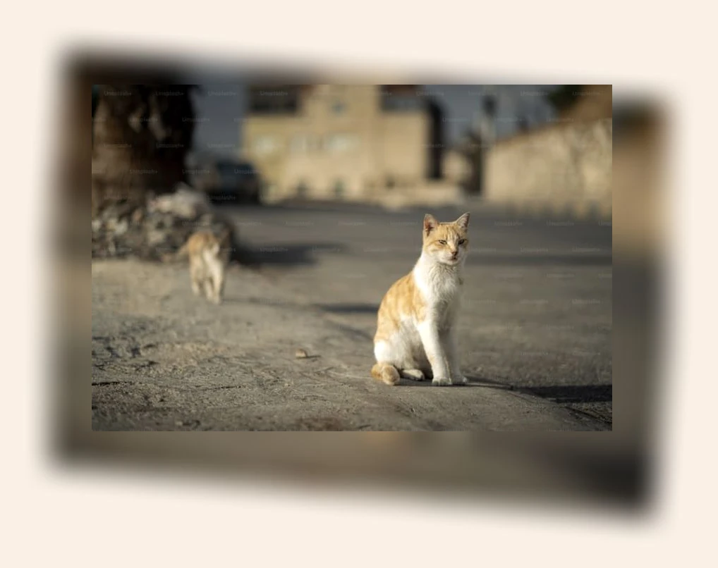 뱅갈고양이 산책_3_subsection