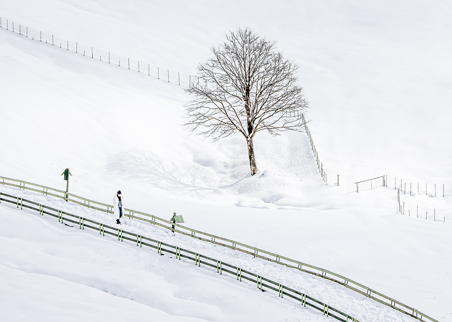 대관령 양떼목장