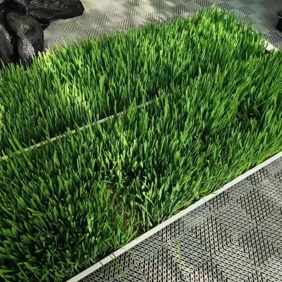 밀싹 재배 씨 뿌리기 발아 촉진 주기적 수확_8