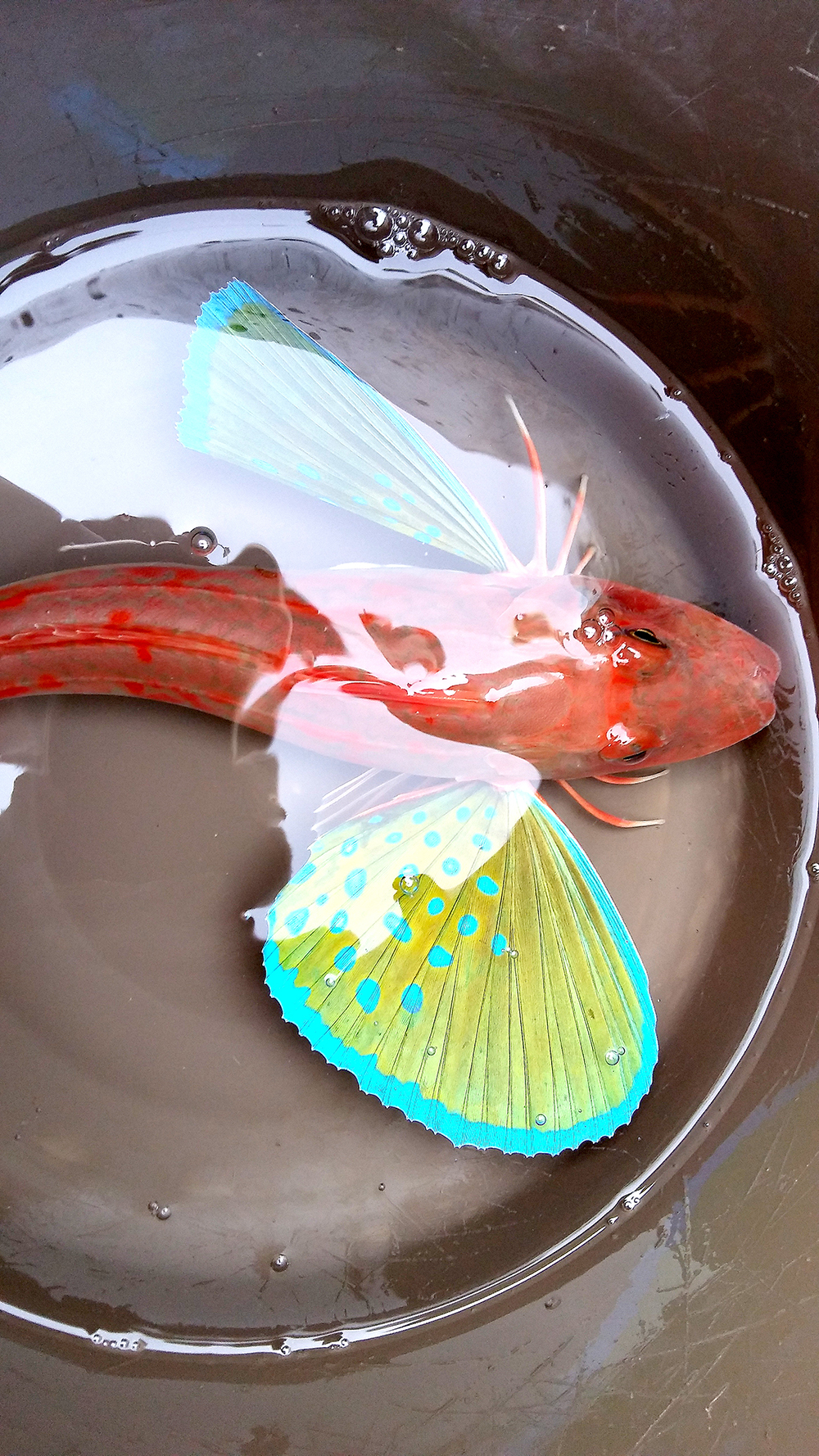 거제도 배낚시 노인과바다