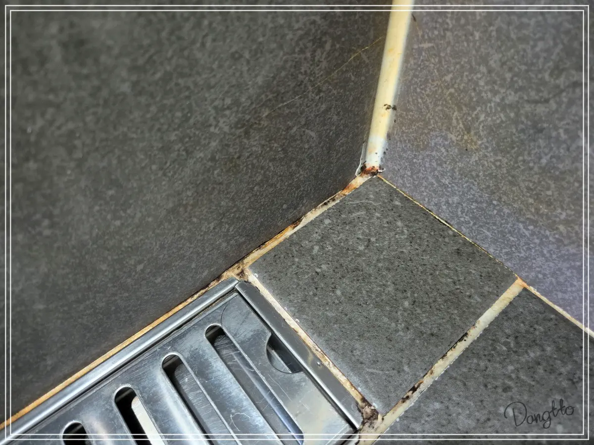 곰팡이-제거제-바르기-전-곰팡이