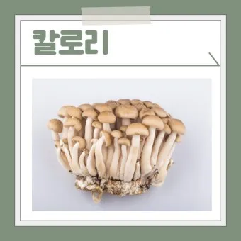 만가닥버섯 효능_27