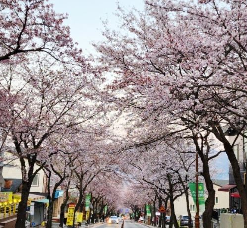 김제 벚꽃 명소