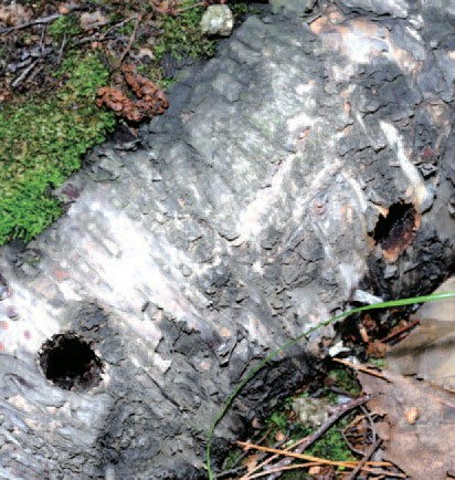 알락하늘소 탈출공