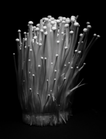 팽이버섯의 모습