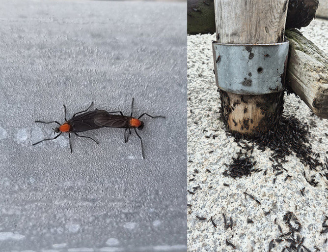 러브버그 이미지/ 출처 - 포토뉴스