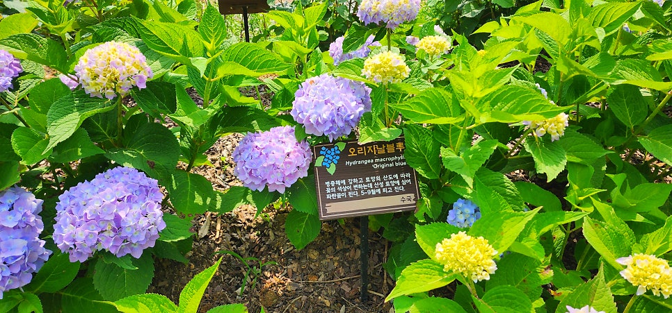 동적골 수국동산