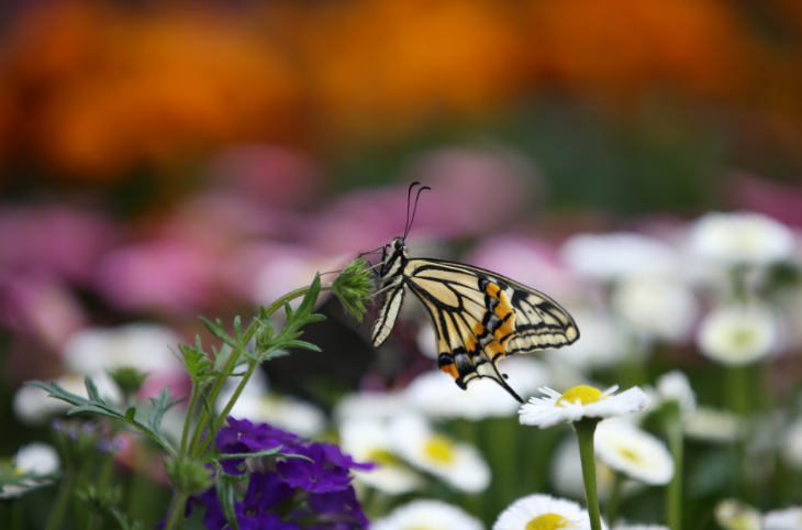 2023 함평나비축제