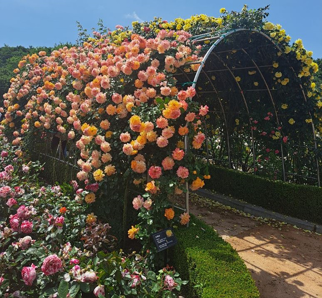 부천 백만송이 장미축제 장미 사진