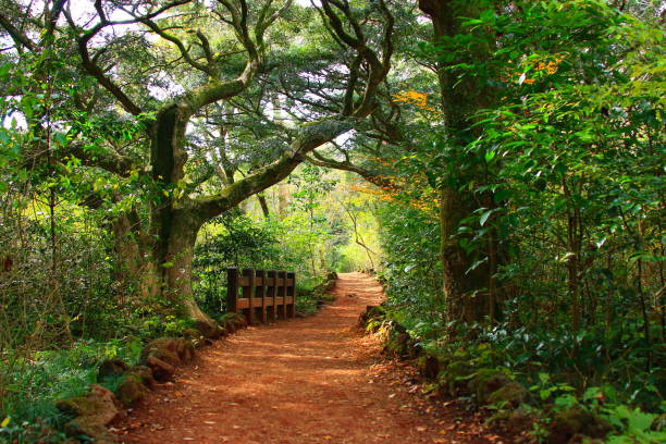 실내 허브 키우기 초보자 가이드