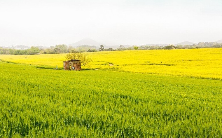 2025 고창 유채꽃 청보리 여행, 맛집, 카페, 교통편 사진