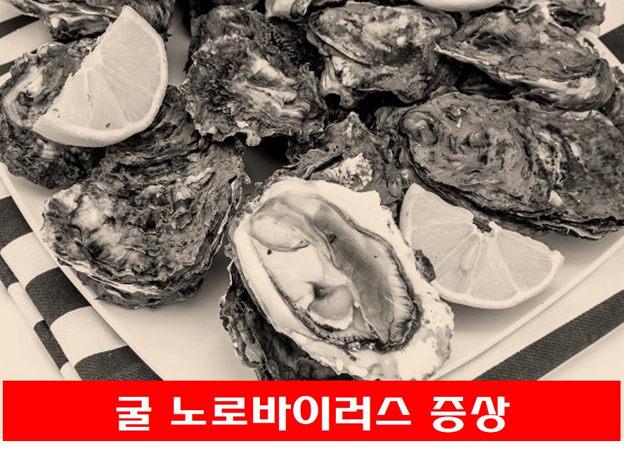 노로바이러스 감염 원인이 되는 굴 사진
