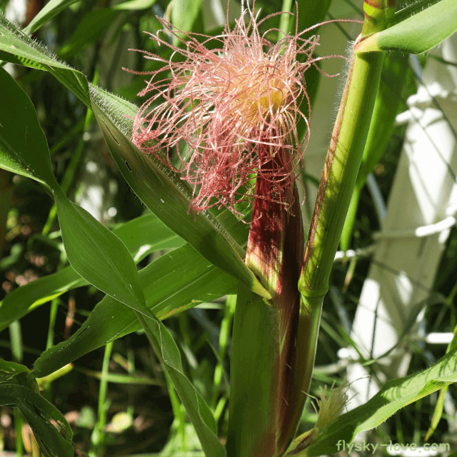 부종 제거에 효과적인 옥수수수염차