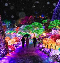아침고요수목원 오색별빛정원전