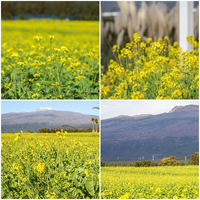 유채꽃