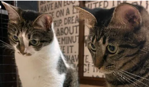 1마리면 외로울 것 같다?! 고양이 여러 마리를 기르는 동안 알아야 할 것