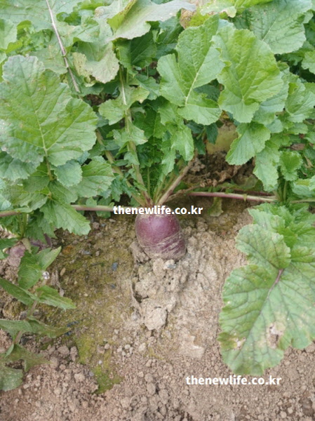 토양에서 자라고 있는 자색무로, 비타민C&middot;칼륨&middot;식이섬유 등 자색무 영양성분을 확인할 수 있는 실제 재배 모습