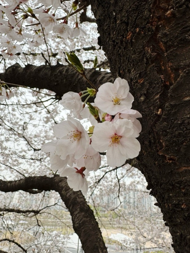영등포 여의도 봄꽃축제