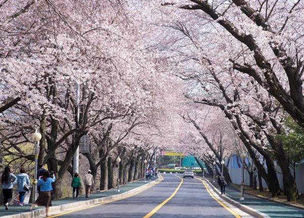 군산 은파호수 벚꽃