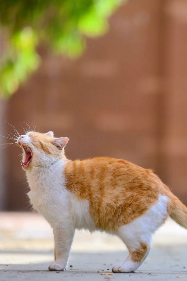 고양이 기침