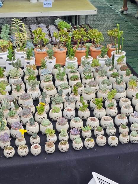 2025 고양가을꽃축제 완벽 가이드 : 일정·테마·공간 구성·연계 행사·오시는 길 총정리