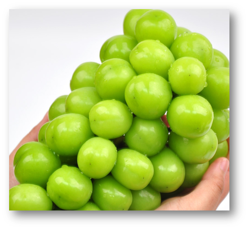 샤인머스켓 효능3