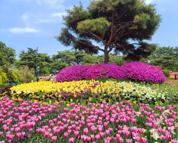 태안 튤립축제_16