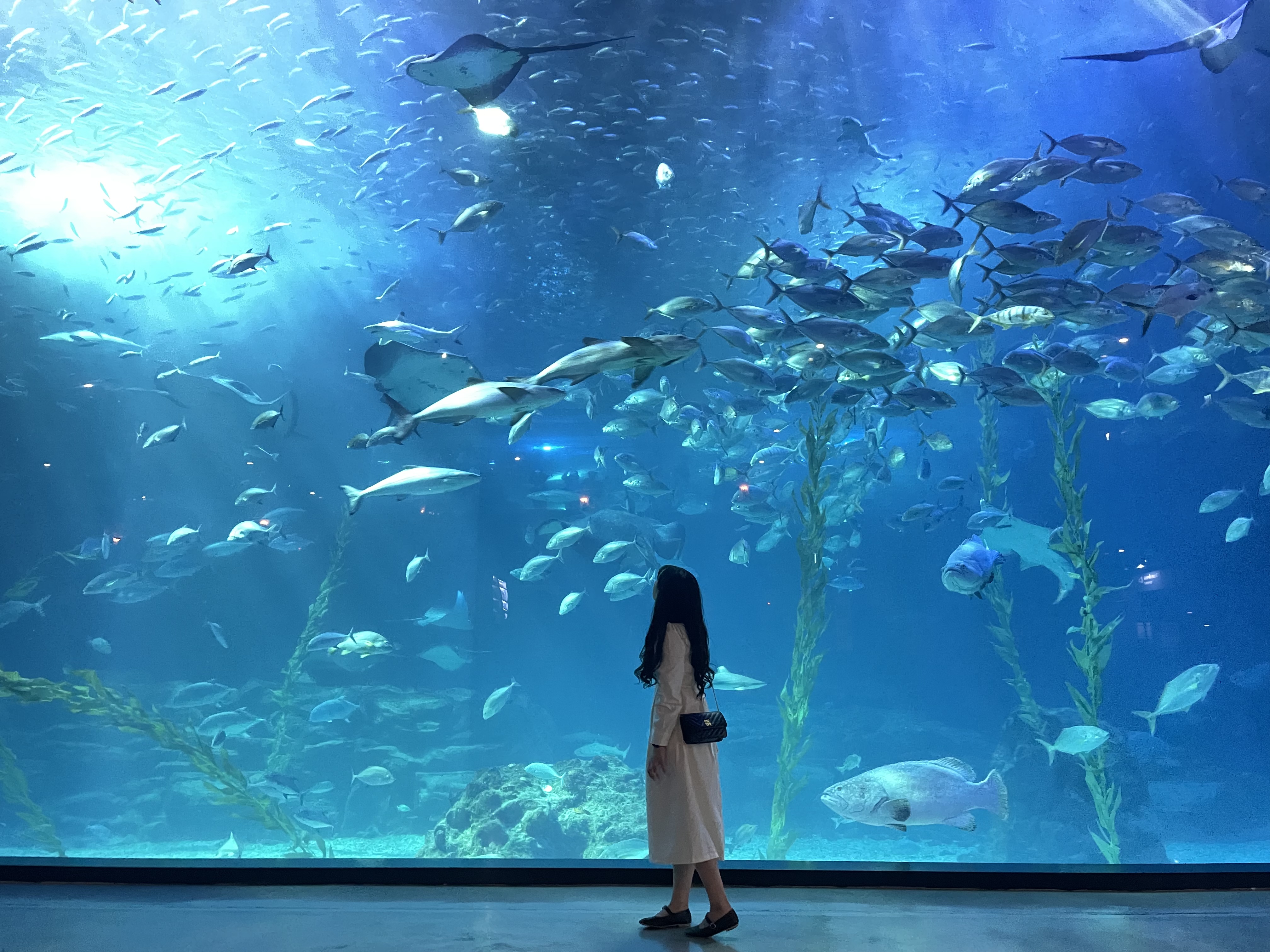 [잠실/강남] 미세먼지 걱정 없는 대형 아쿠아리움 &amp; 실내 몰 데이트 완벽 가이드
