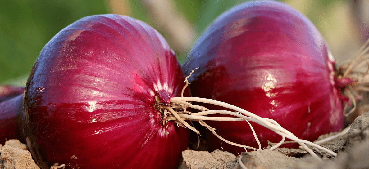전립선에 좋은 음식 사진 - 41