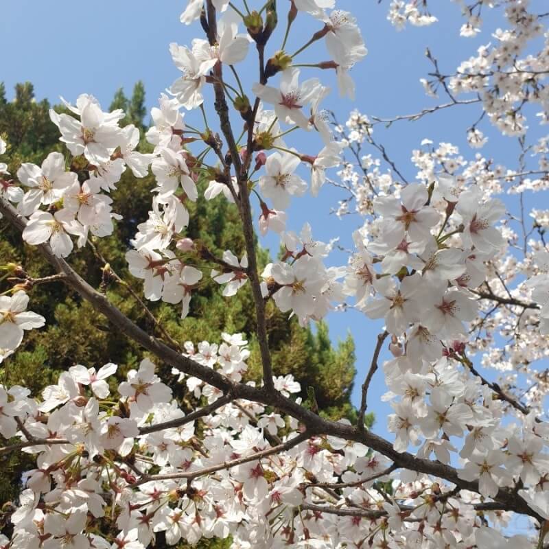 숨은 벚꽃명소 / 2024 충청도 벗꽃명소 벚꽃여행