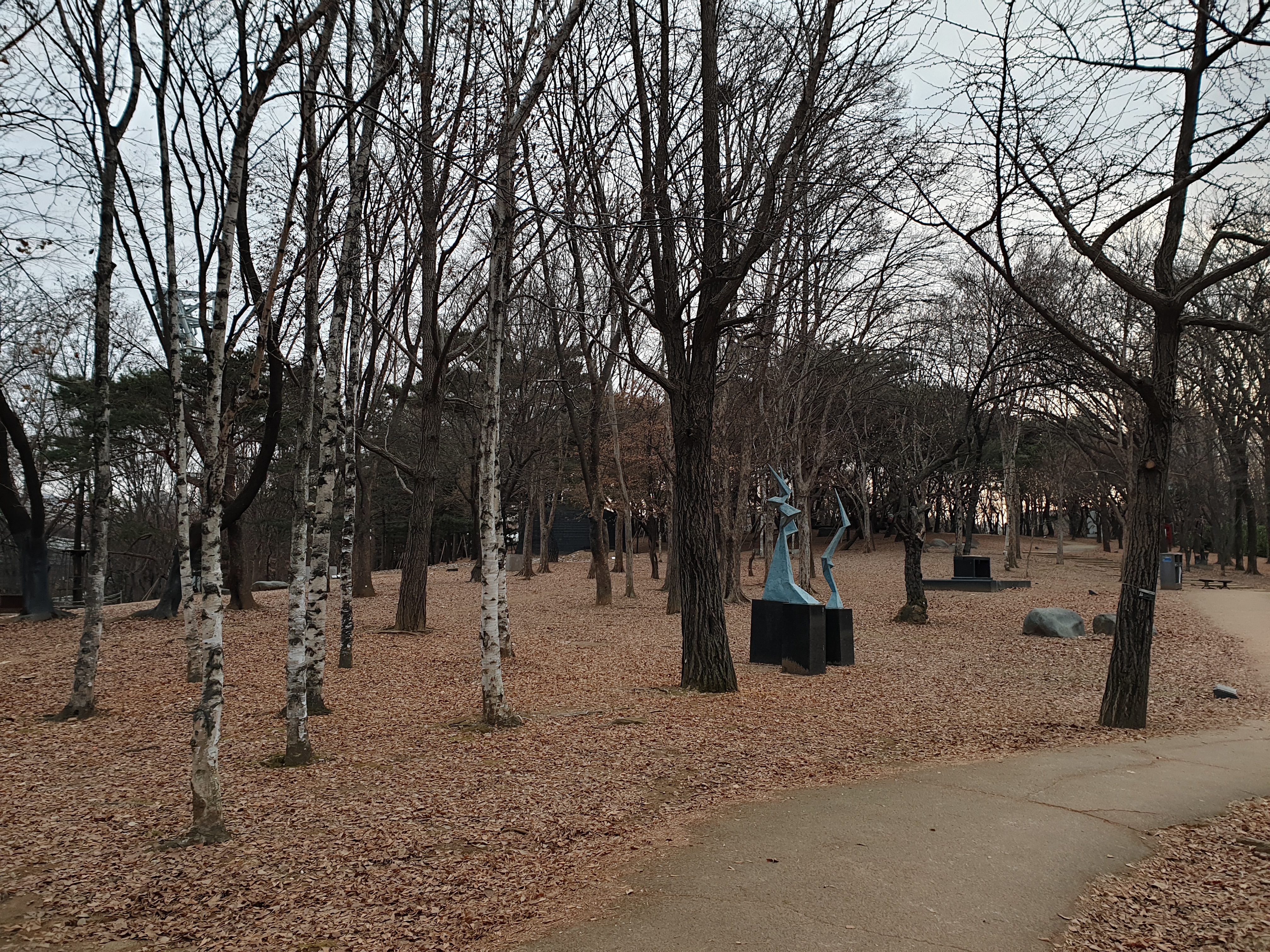 올림픽 공원 자작나무 길