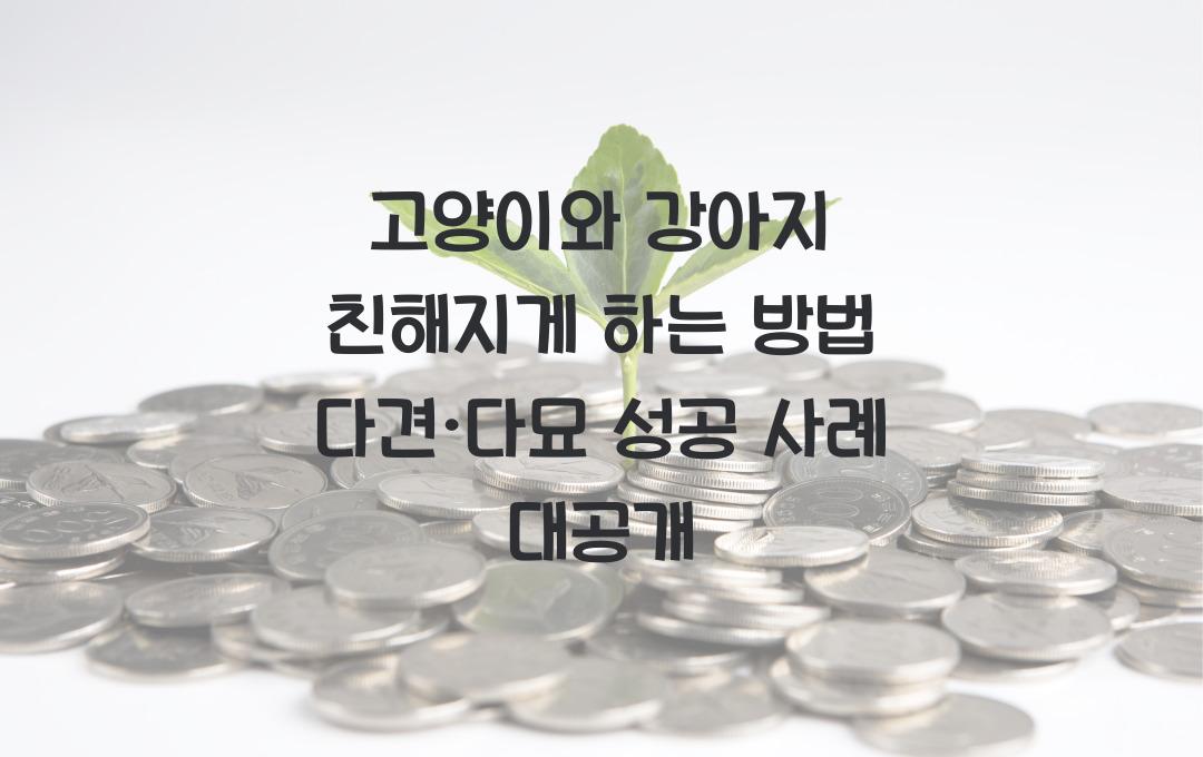 고양이와 강아지 친해지게 하는 방법, 다견·다묘 가정 성공 사례