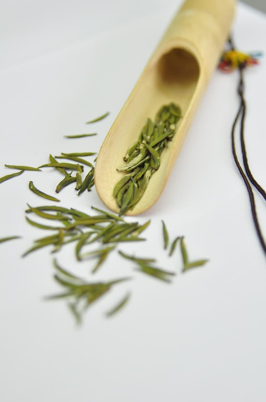 페퍼민트 키우기