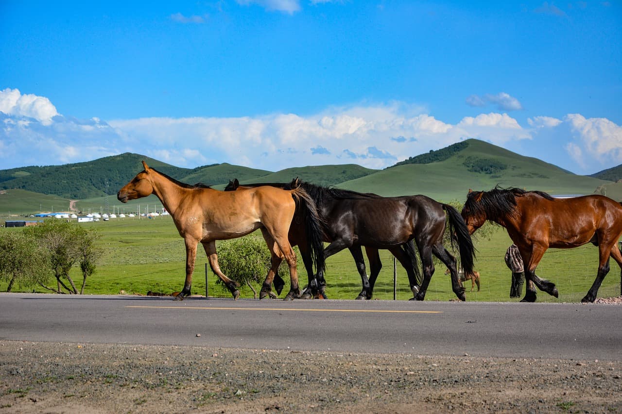 몽골의 전통 축제, 나담 (Naadam) – 유목민 문화의 정수